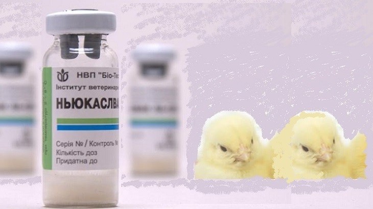 Вакцинация кур в домашних условиях