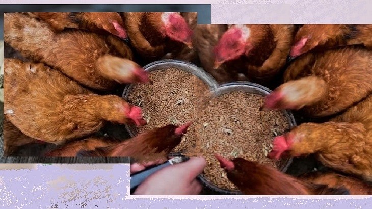 Чем кормить домашних кур