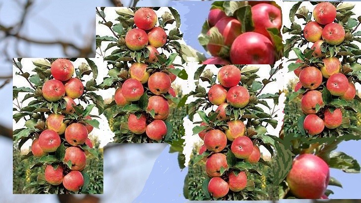 Колоновидные сорта яблони фото