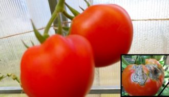 Болезни томатов с фотографиями