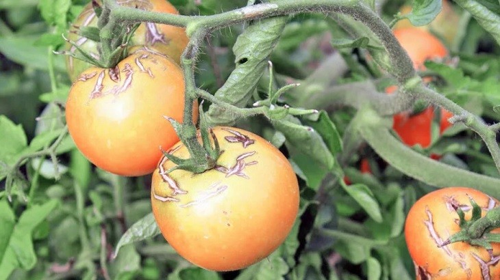 Болезни томатов в теплице описание
