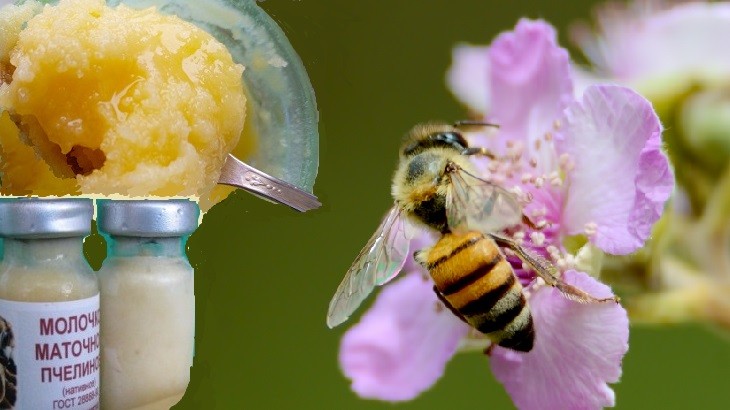 Маточное молочко пчел

